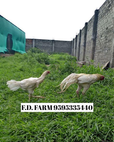 Aseel Eggs pure desi chicken eggs, For hatching at Rs 500/dozen in ...