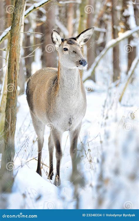 Deer in winter forest stock photo. Image of forest, brown - 23248334