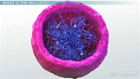 Cell Nucleus | Definition, Structure & Example - Lesson | Study.com