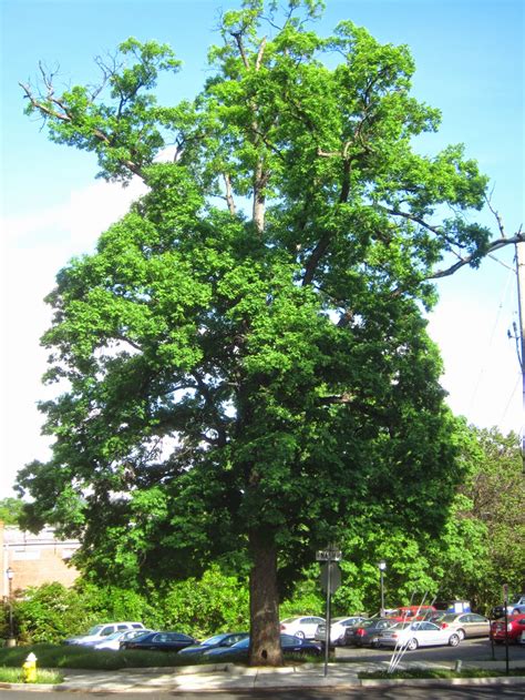 Ode Street Tribune: Rosslyn white oak continues to florish despite killer mushroom attack