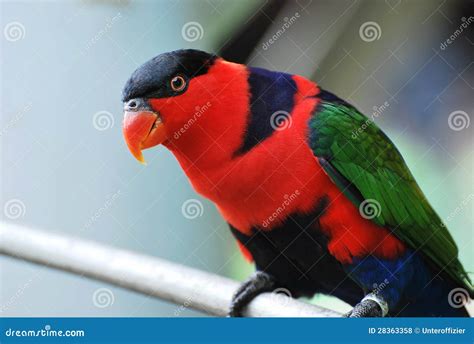 Lory Bird stock photo. Image of friendly, captivity, vivid - 28363358