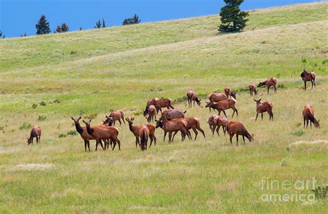 Colorado Elk Herd Photograph by Steven Krull | Fine Art America