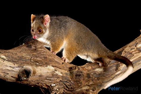 Common Ringtail Possum - Peter Rowland Photographer & Writer