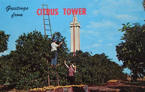 Greetings from Citrus Tower postcard | Back text: "Picking O… | Flickr