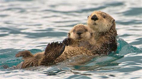 Sea Otter Wallpapers - Top Free Sea Otter Backgrounds - WallpaperAccess