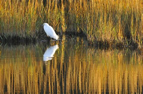 The Kiawah Island Conservancy | Kiawah Island Real Estate