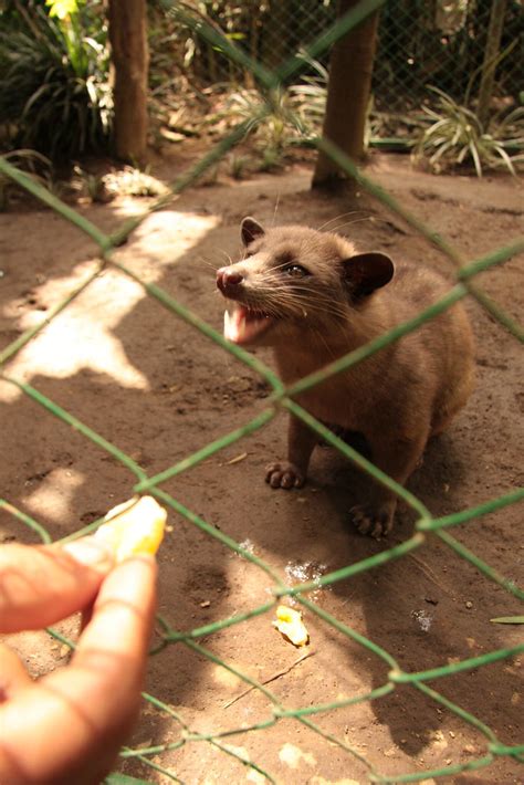 This little guy likes to eat various fruits as well as cof… | Flickr