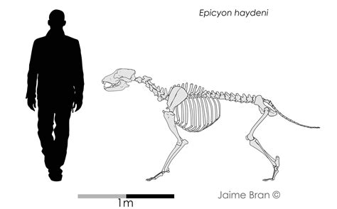 Epicyon Skeleton