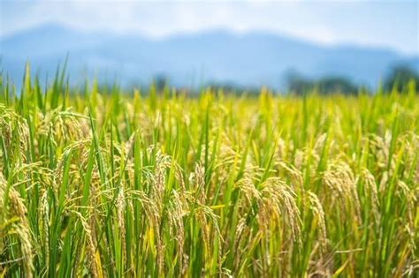 Premium Photo | Ripe rice paddy field for background | Rice paddy, Agriculture photos, Background