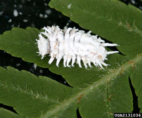 mealybug destroyer, Cryptolaemus montrouzieri (Coleoptera ...