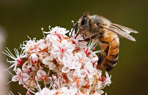 Africanized Honey Bee | Center for Invasive Species Research