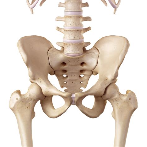 Ligament Of The Head Of The Femur