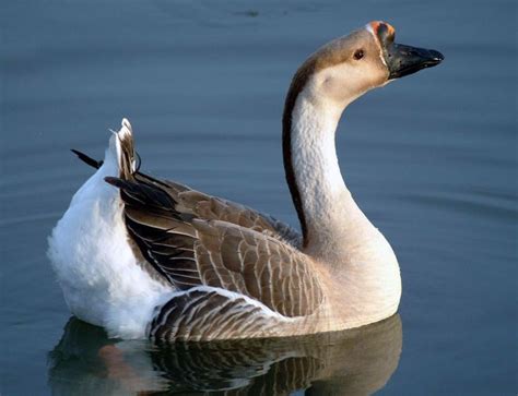 African Goose | African Geese Facts | Ngỗng bay, Giấc mơ