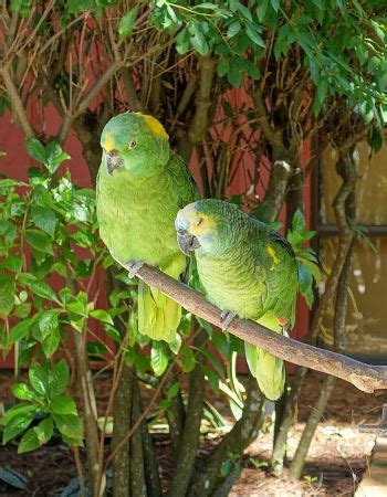 Parrot Species, Types & Lifespan | Study.com