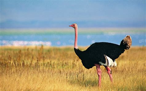 Amazing facts about Ostrich and Images