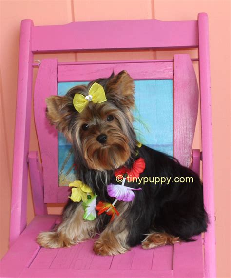 Yorkie Haircuts and Hairstyles - Tinypuppy