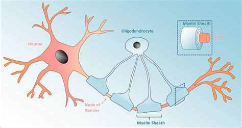 Glial Cells - The Definitive Guide | Biology Dictionary