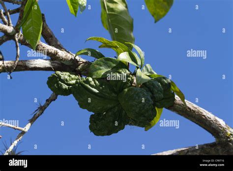 Kola tree hi-res stock photography and images - Alamy