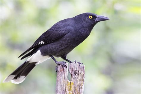 Butcherbirds & magpies | Nature Mates