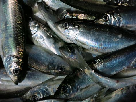 Red Herring: The Tons of Fish That Are Caught But Not Eaten — Oceans Deeply