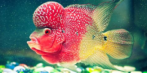 Breeding Aquarium Fish: A Basic Guide for Beginners - World inside pictures