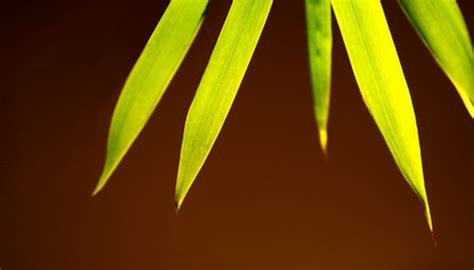 Bamboo Plant Fertilizer | Garden Guides