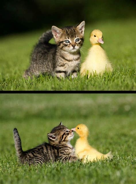 Kitten Befriends Duckling - Love Meow