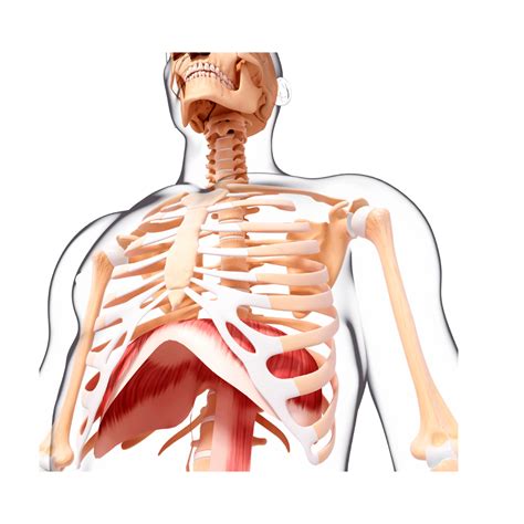 7 Key Insights into Diaphragm Anatomy and Physiology