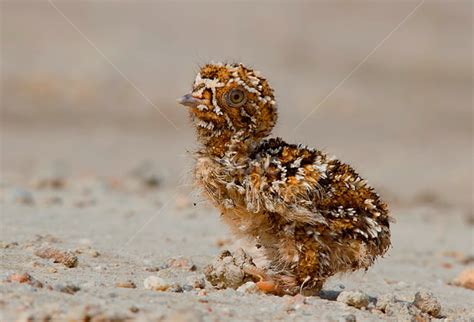 A newborn sandgrouse chick - 9GAG