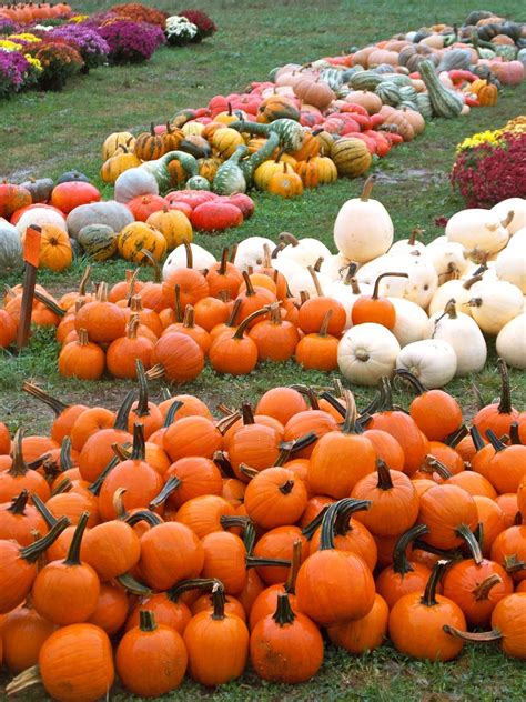 Pumpkins, Pumpkins and More Pumpkins! | Pumpkin, Pumpkin fall decor, Pumpkin farm