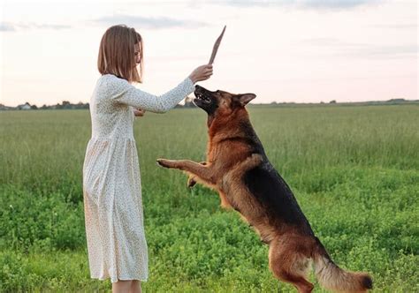 Can A German Shepherd Attack Its Owner? - AllShepherd