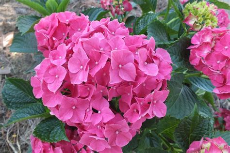 Gene's Garden: Hydrangea Blooms