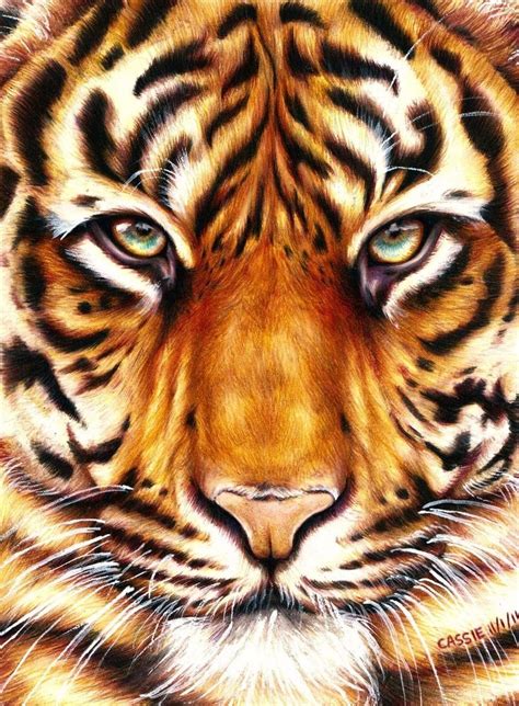 Tiger - Amazing Animal Drawings From Great Pencils | Animal drawings, Tiger art, Animal art