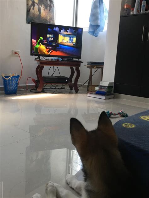 My husky seriously watches T.V : r/husky