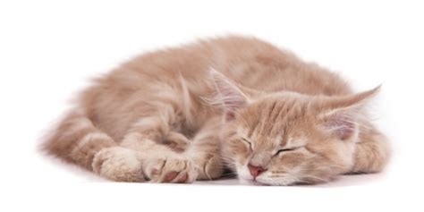 8 Most Common Cat Sleeping Positions & Meaning - All About Cats