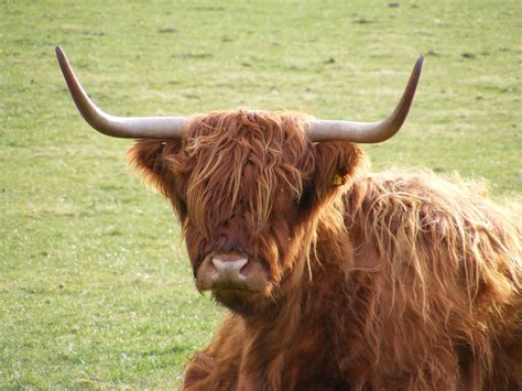 Highland Cow Free Stock Photo - Public Domain Pictures