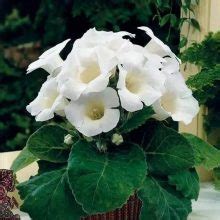 Multi-Varieties Gloxinia Seeds, Sinningia Gloxinia Seeds, 100pcs/pack