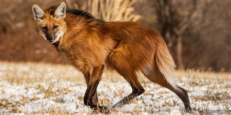 Lobo de Crin Chrysocyon brachyurus, llamado... - Un Cerebro Hambriento