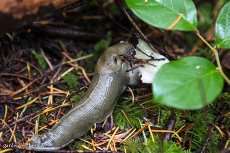 How to Get Rid of Slugs in the Garden - Garden Therapy