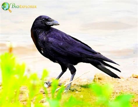 Carrion Crow | Corvus corone | Black Bird | Diet | Fun Facts