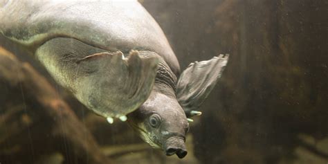 Fly River turtle | Smithsonian's National Zoo and Conservation Biology Institute