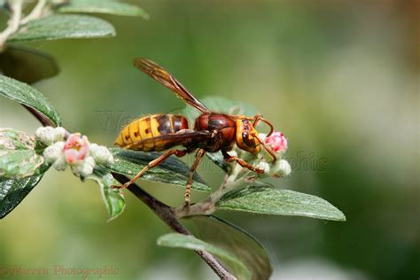 European Hornet queen on cotoneaster photo - WP19455