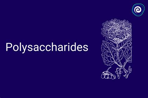 Polysaccharides: Definition, Types, Examples and Functions (2023)