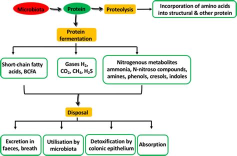 The fate of protein catabolism associated with the gut microbiota ...