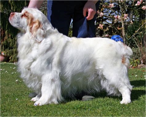 Clumber Spaniel - Puppies, Rescue, Breeders, Pictures, Temperament | Animals Breeds