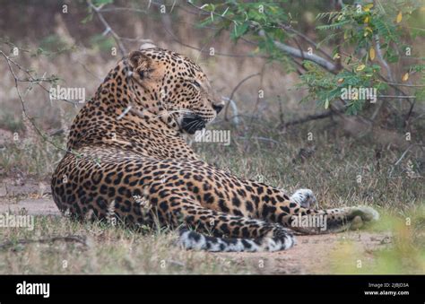 Leopards of Sri Lanka in the wild Stock Photo - Alamy