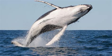 Whale Watching In Real Life; (Perth, Australia)