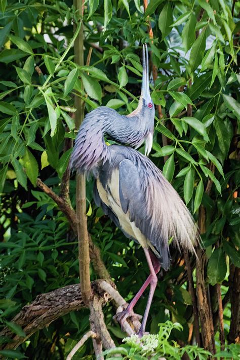 Tricolored Heron Mating Display Photograph by Dawn Currie