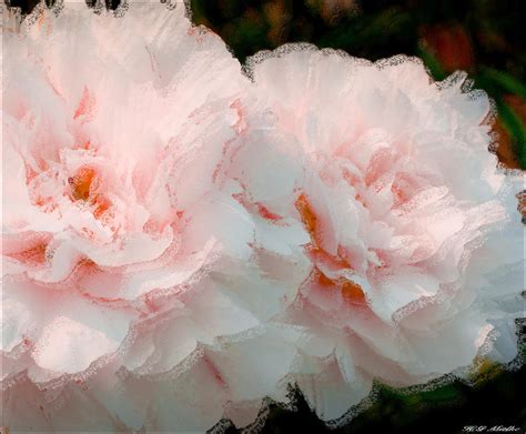 Pink Peonies Digital Painting Painting by Heinz G Mielke