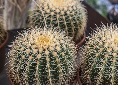 13 Types of Cactus Plants You Can Grow at Home - Bob Vila